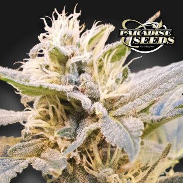 CBDelight (Paradise Seeds)
