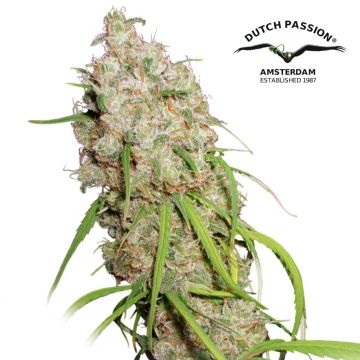 Desfrán (Dutch Passion)