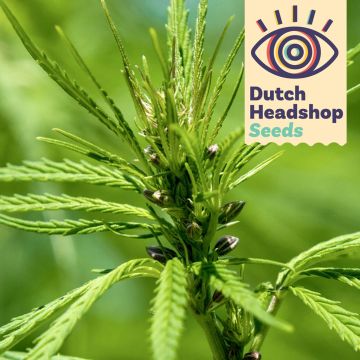 Futura 75 Hennep (Huismerk) 25 zaden