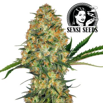 Hindu Kush (Sensi Seeds)