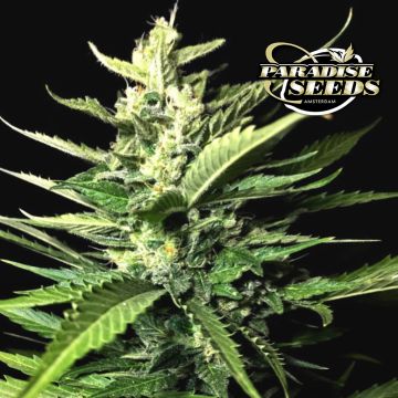 Auto Kong 4 (Paradise Seeds) 3 zaden
