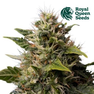 Royal Moby (Royal Queen Seeds)