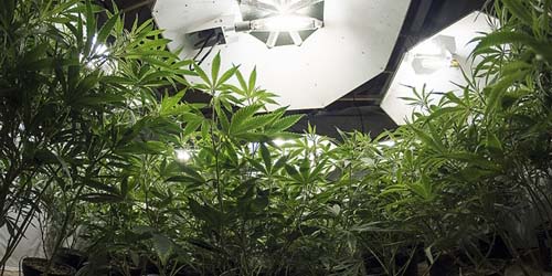 Wietplant onder de Kweeklamp - Hoe Sterk Moet de Lamp zijn?