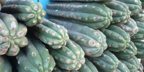 Mescaline Cactussen - Hoe Gebruik je Peyote en San Pedro?