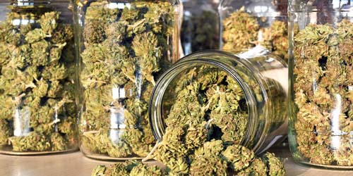 Dit zijn de Autoflower Wietzaadjes met de Meeste Opbrengst