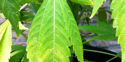 Bladproblemen bij Wietplanten Deel 4: Welke Wietplant Voeding is de Oplossing