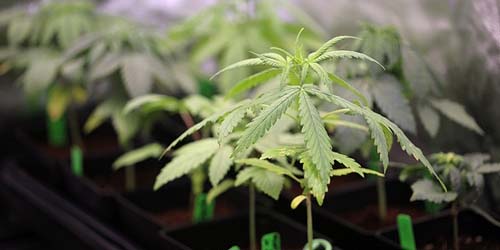 Waarom Wiet Voorgroeien de Opbrengst kan Verhogen