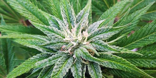 White Widow Wiet: Alle Verschillen Tussen de Soorten