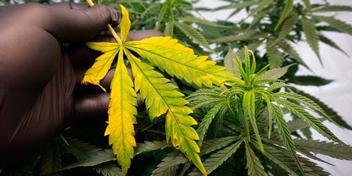 Wietplant Voeding: Zit er echt Verschil tussen Groei- en Bloeivoeding?