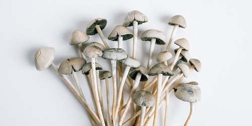 Copelandia Kweekverslag - Paddos Kweken met een Pro