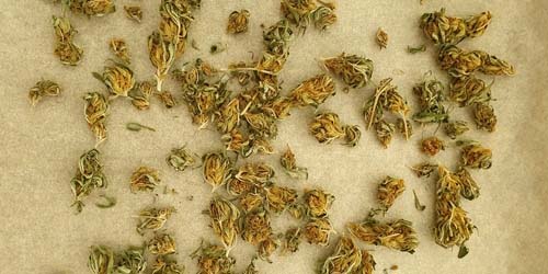 Decarboxyleren - Zo krijg je (meer) THC in je Wiet Edibles!