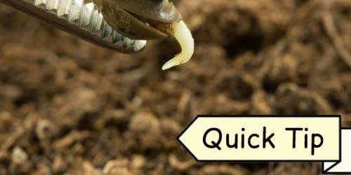 Wietzaadjes Planten | Quick Tip