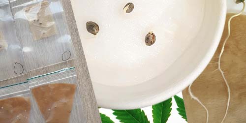 wietzaadjes ontkiemen onderzoek