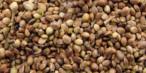 Waarom Je Zou Moeten Kiezen voor Onze Huismerk Wietzaadjes