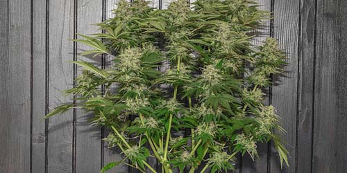 Autoflower Zaden - Al jouw Vragen Beantwoord