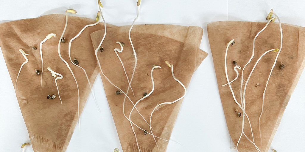 Wietzaadjes Ontkiemen? De beste manier uitgelegd!