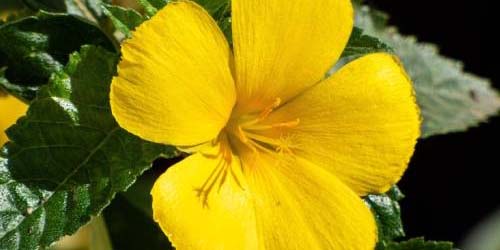 Damiana Thee of Roken: Werkingen & Ervaringen