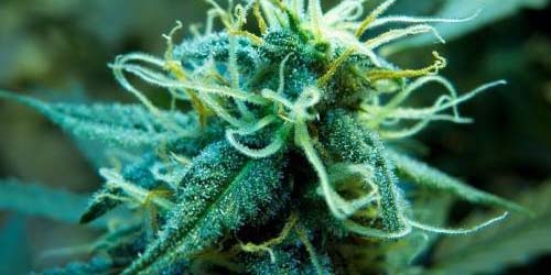 7 Tips voor je Vrouwelijke Wietplant in Bloei