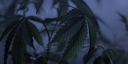 Verduisteren - Bloei Wietplant Versnellen en Bevorderen