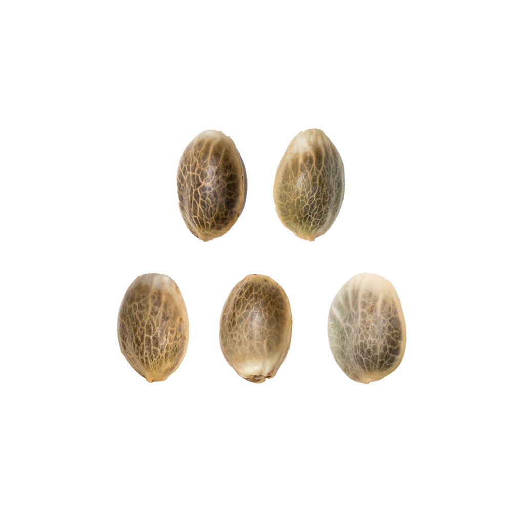 Purple Queen (Royal Queen Seeds) 5 zaden