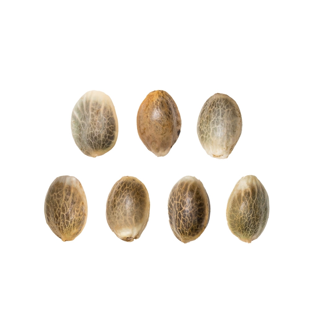 Auto Mimosa Punch (Dutch Passion) 7 zaden